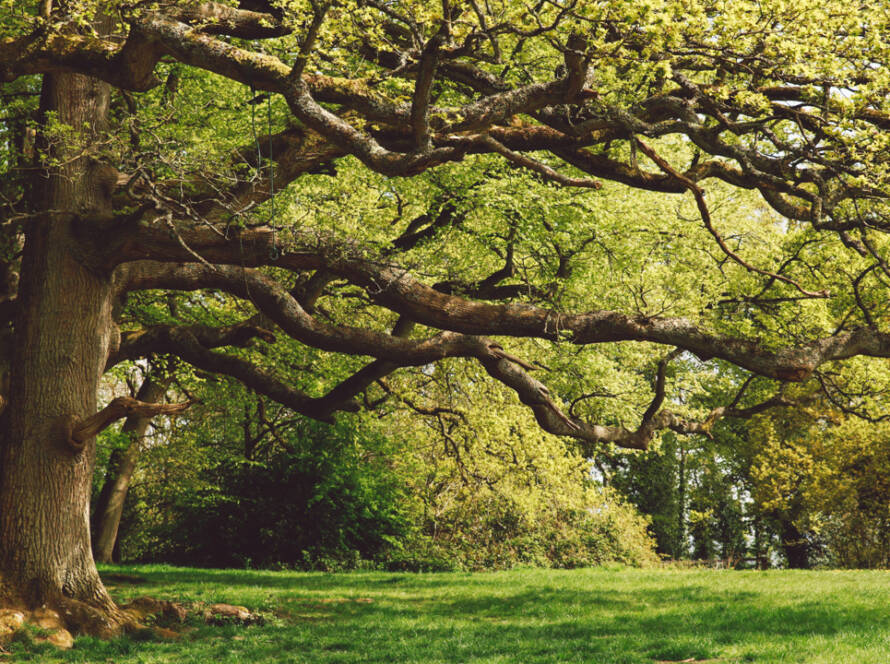 A canopy of mature shade trees in a Jacksonville neighborhood under blue skies.