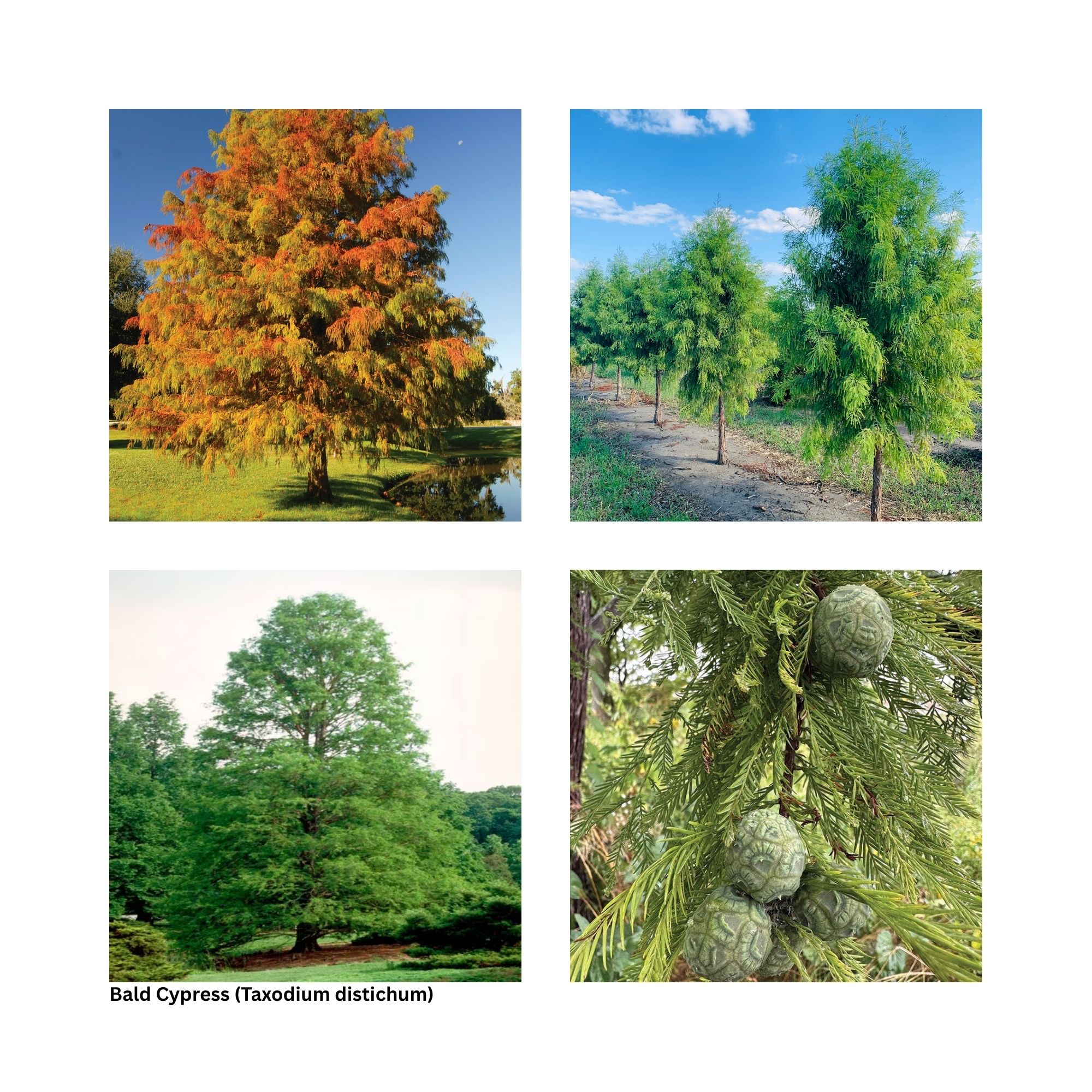 A single image showing four separate aspects of the tree including the leaves, fall color and other special interest.