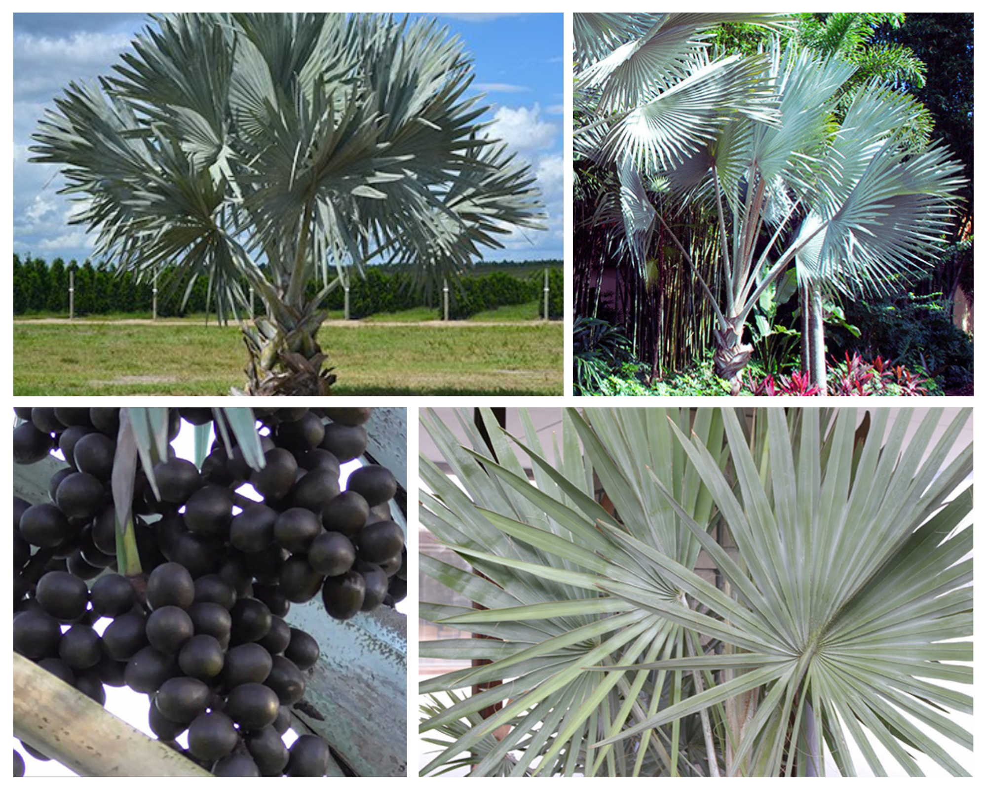 A single image showing four separate aspects of a palm tree for Jacksonville, FL including the leaves, habit, and other special interest.