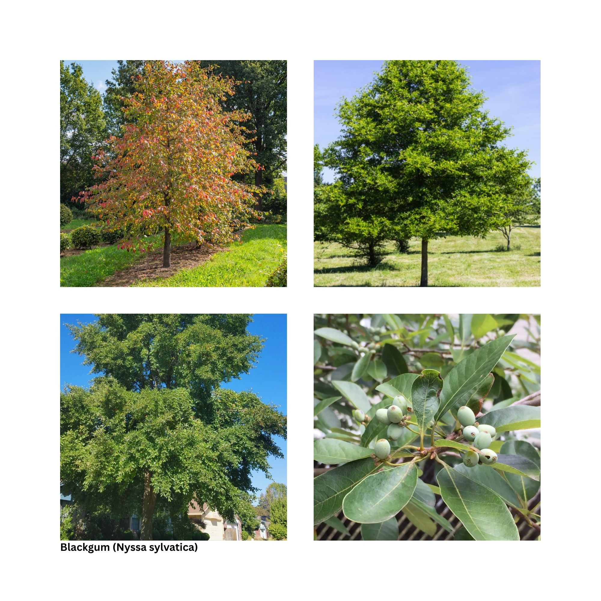 A single image showing four separate aspects of the tree including the leaves, fall color and other special interest.