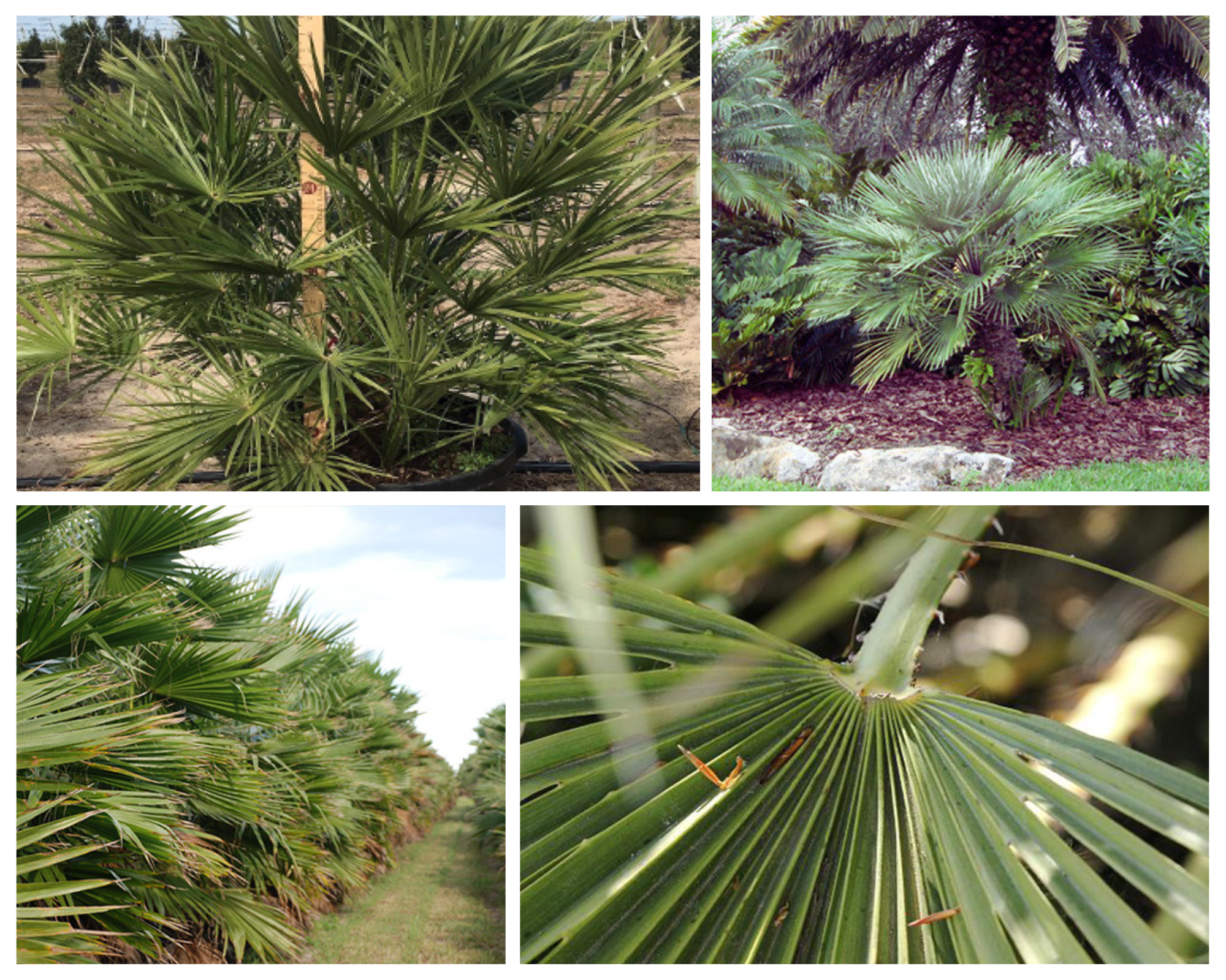 A single image showing four separate aspects of a palm tree for Jacksonville, FL including the leaves, habit, and other special interest.