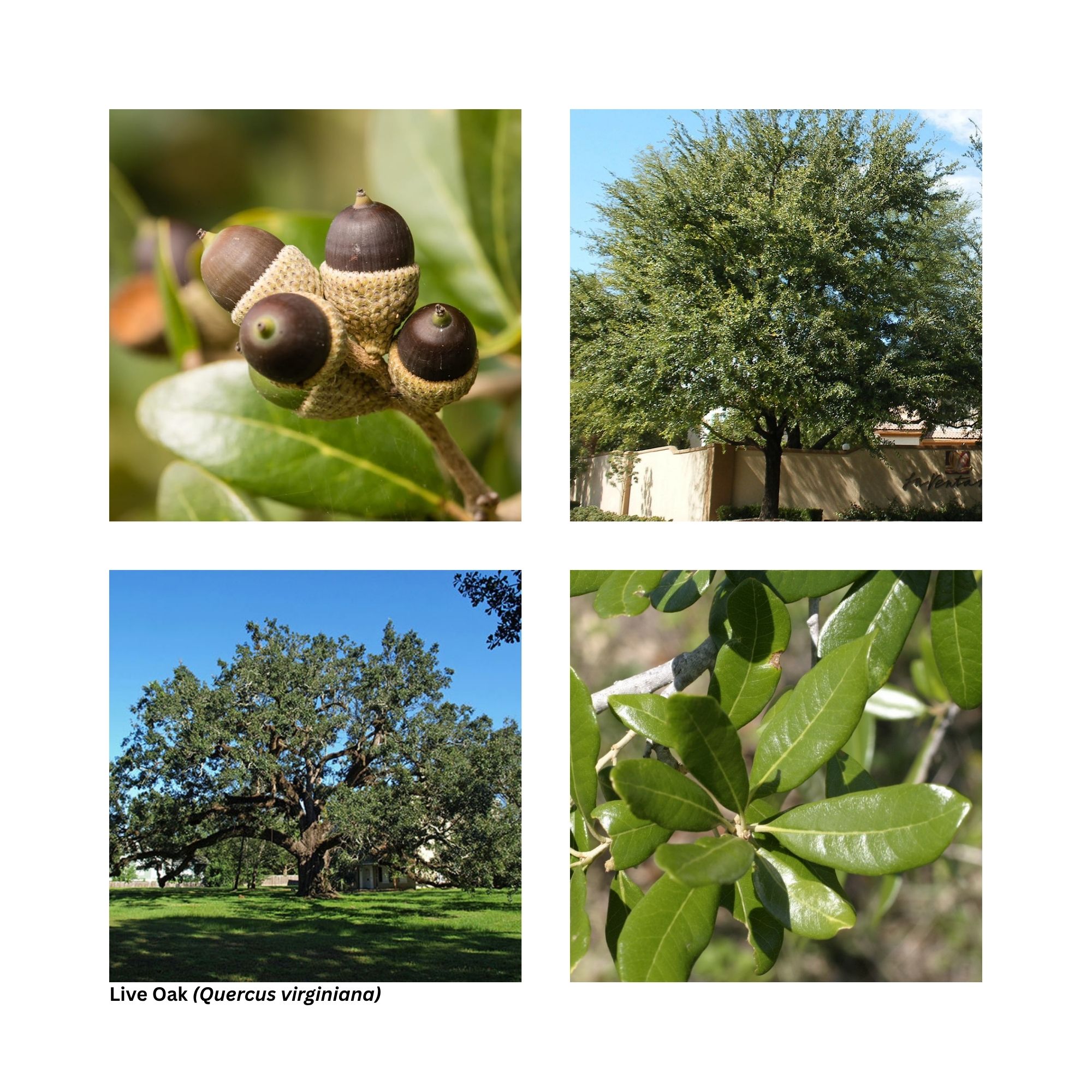 A single image showing four separate aspects of the tree including the leaves, fall color and other special interest.