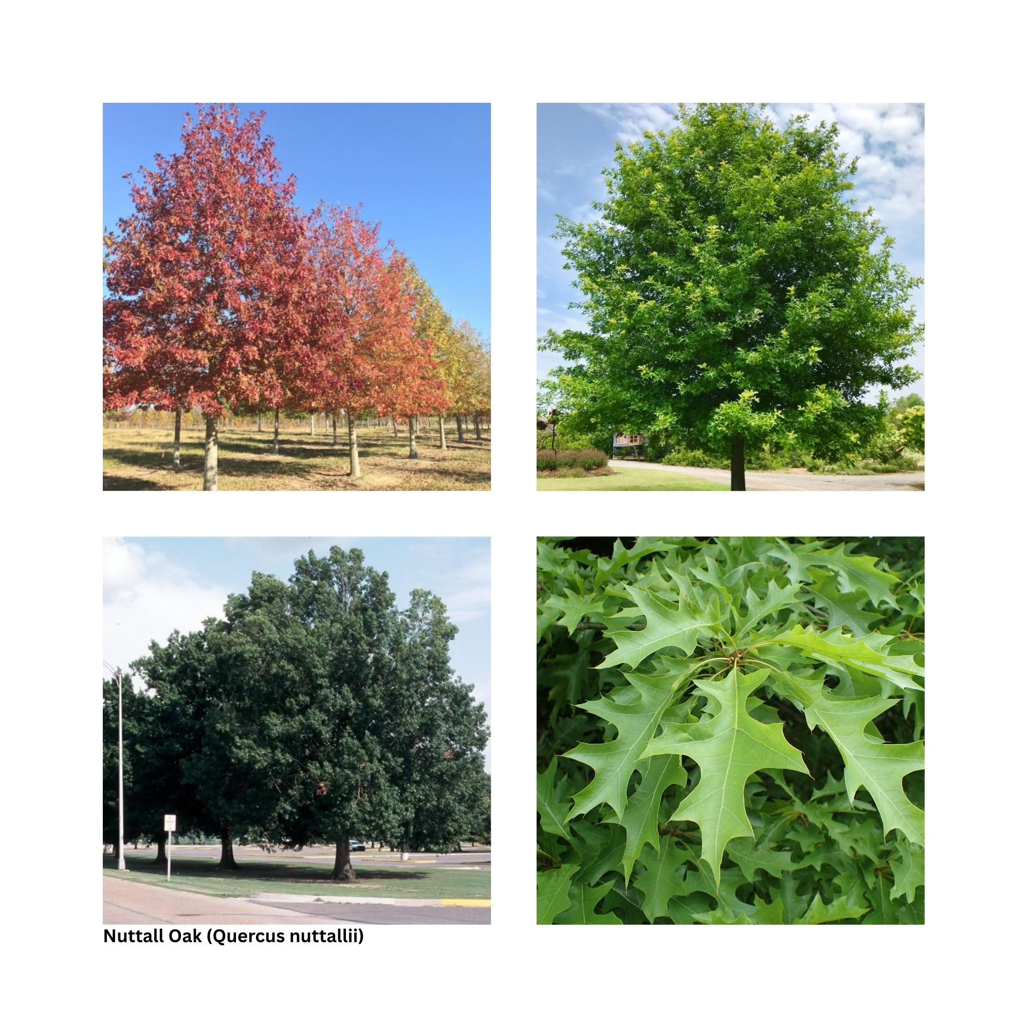 A single image showing four separate aspects of the tree including the leaves, fall color and other special interest.