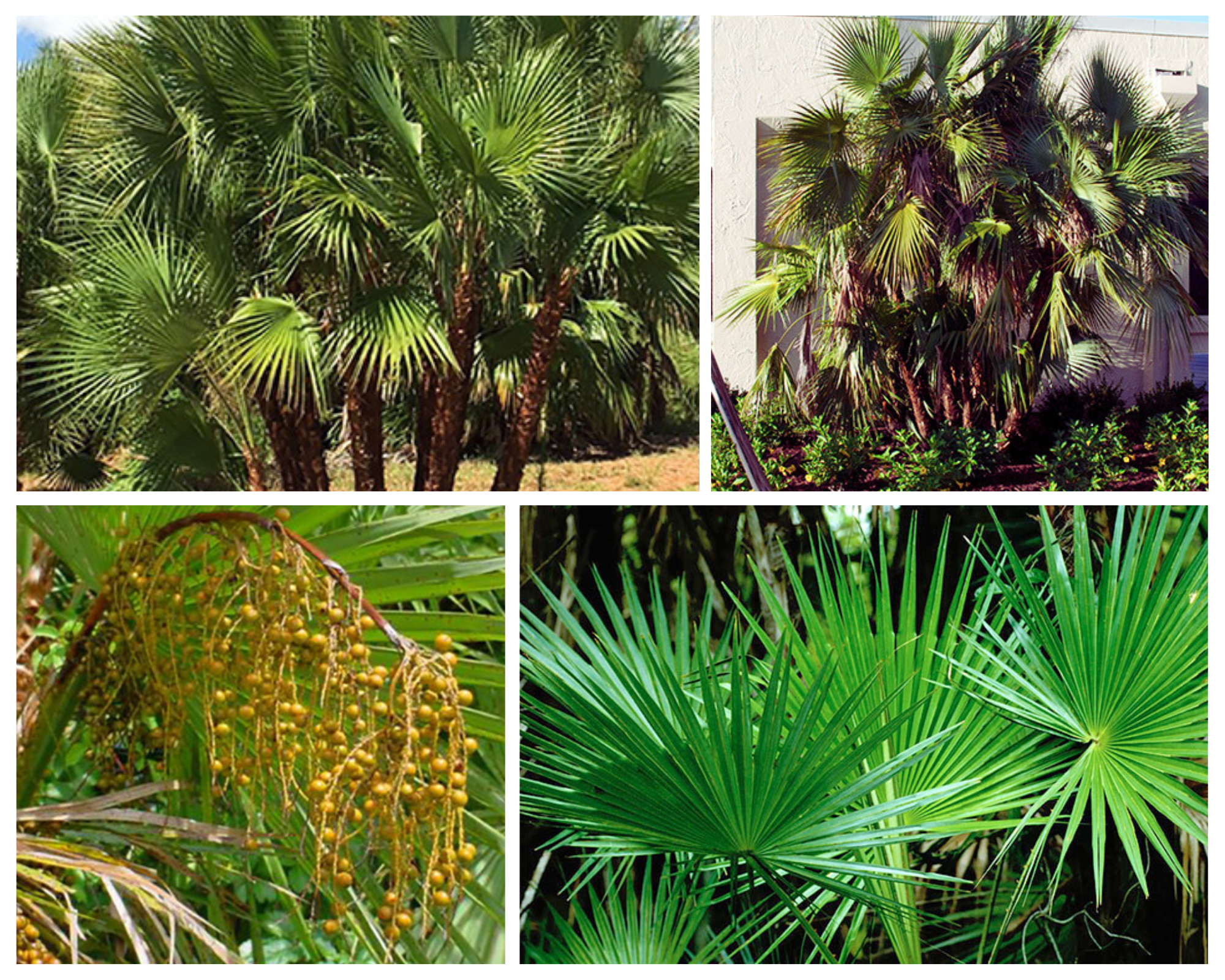 A single image showing four separate aspects of a palm tree for Jacksonville, FL including the leaves, habit, and other special interest.