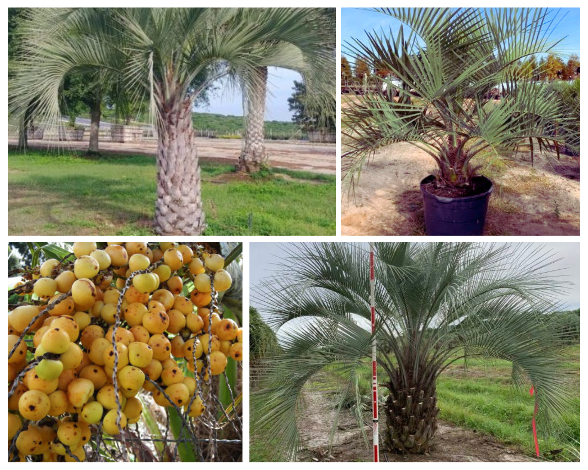 A single image showing four separate aspects of a palm tree for Jacksonville, FL including the leaves, habit, and other special interest.