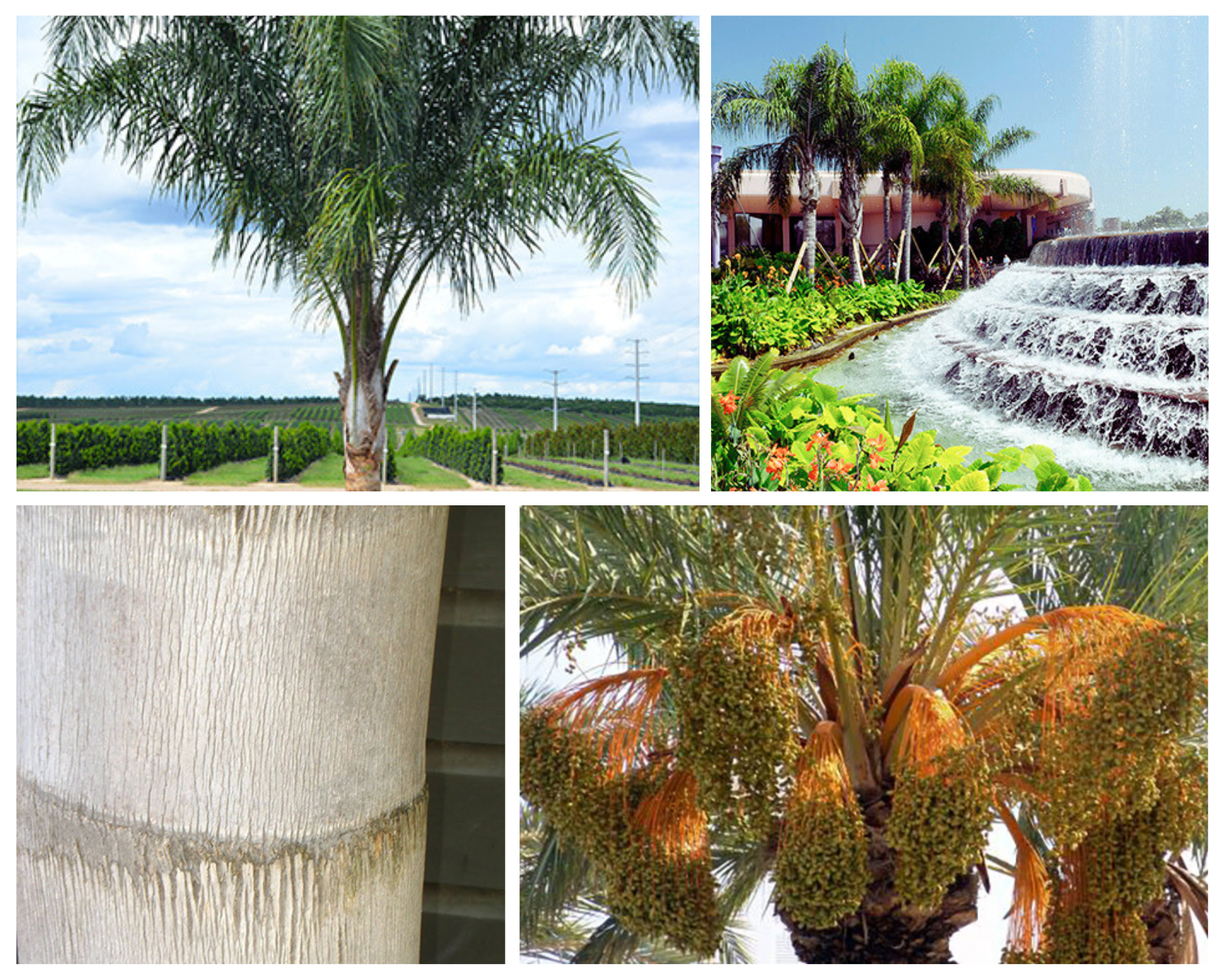 A single image showing four separate aspects of a palm tree for Jacksonville, FL including the leaves, habit, and other special interest.