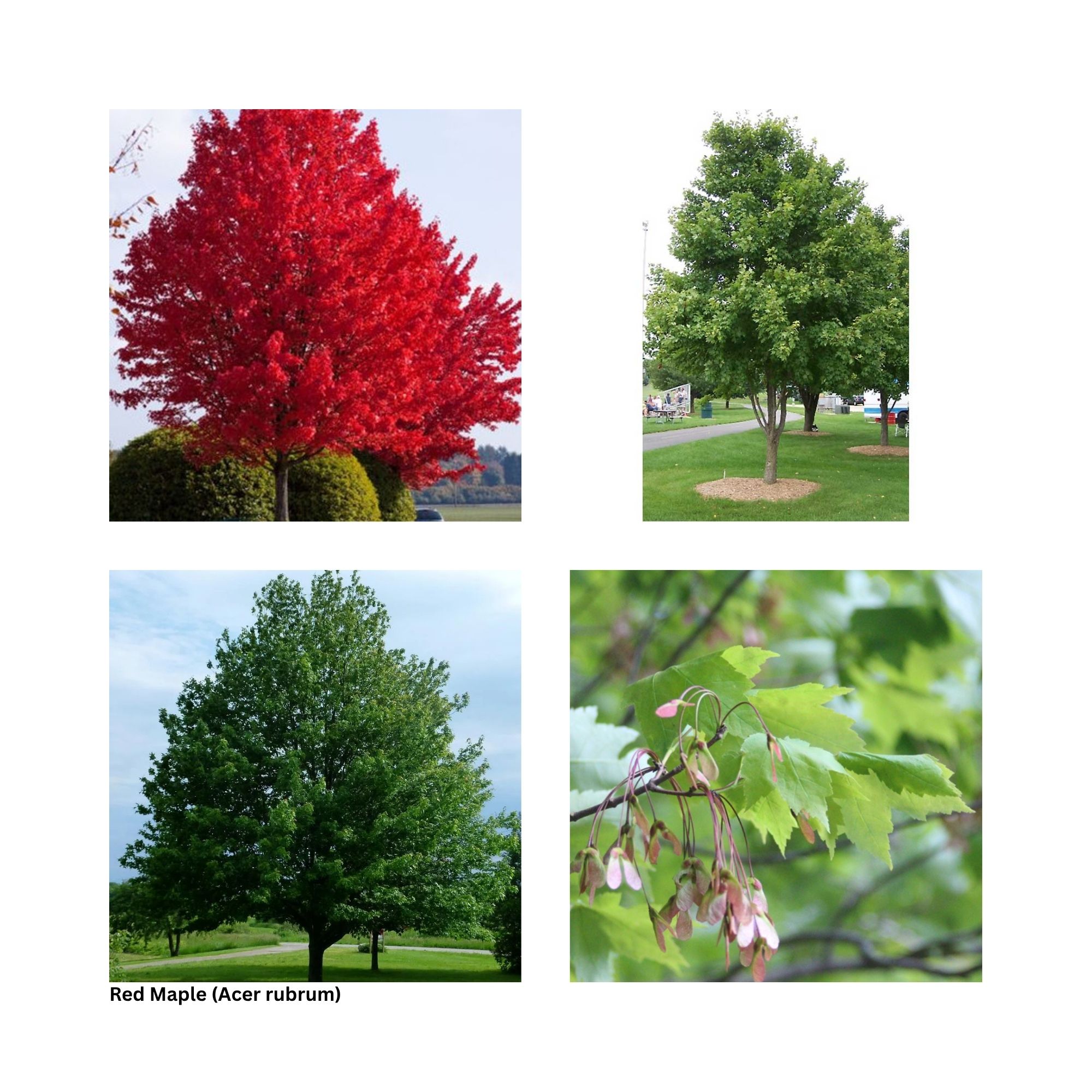 A single image showing four separate aspects of the tree including the leaves, fall color and other special interest.