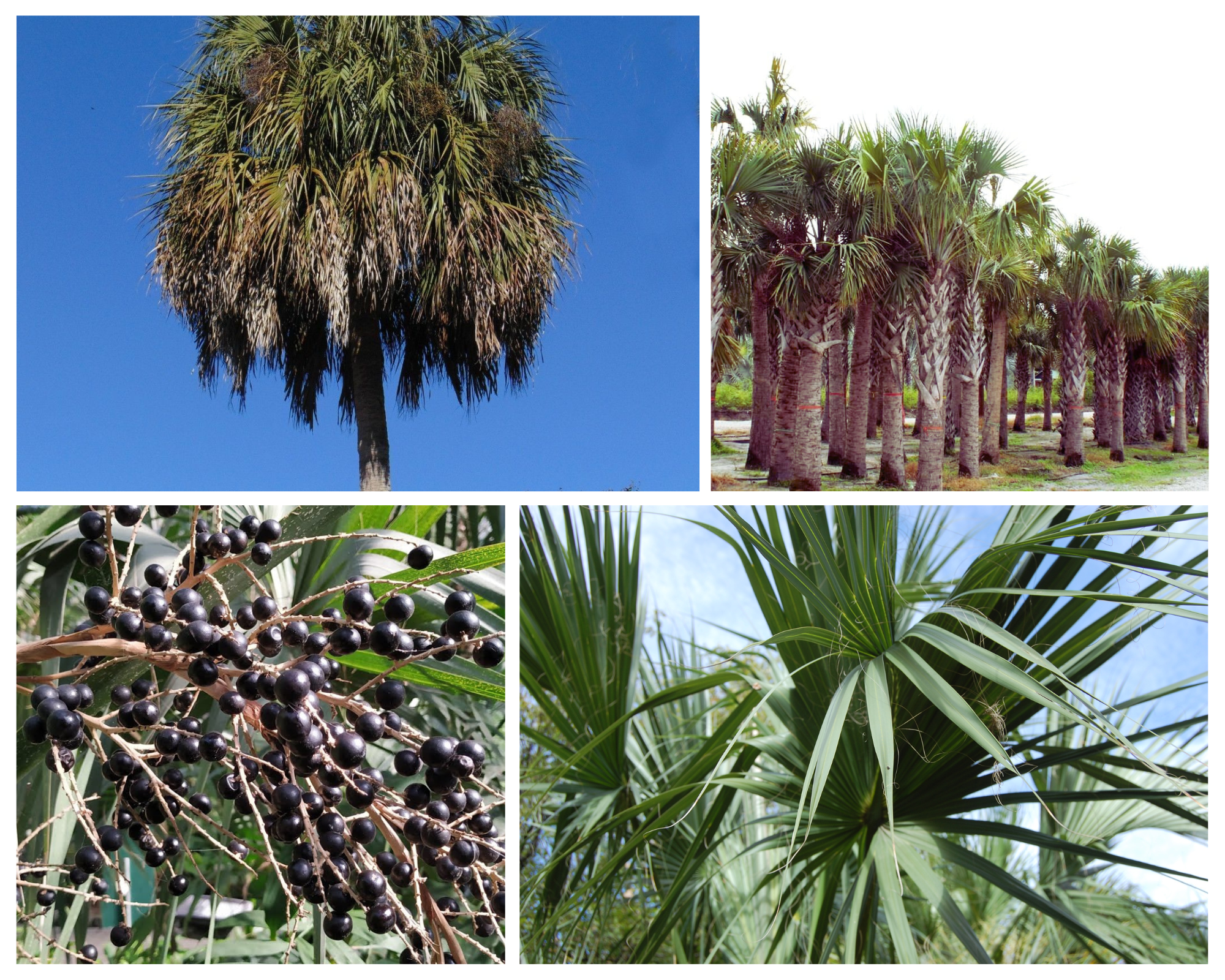 A single image showing four separate aspects of a palm tree for Jacksonville, FL including the leaves, habit, and other special interest.