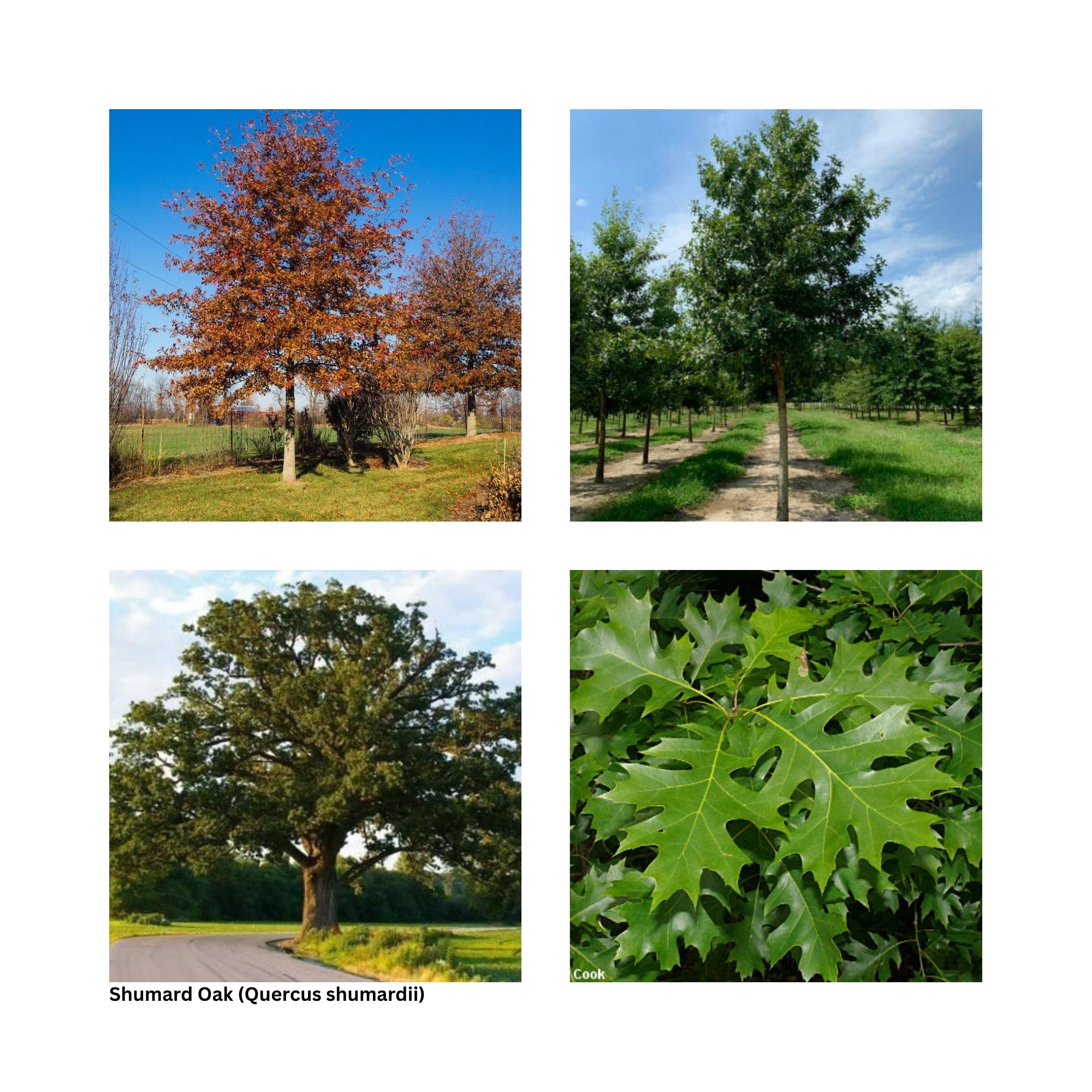 A single image showing four separate aspects of the tree including the leaves, fall color and other special interest.