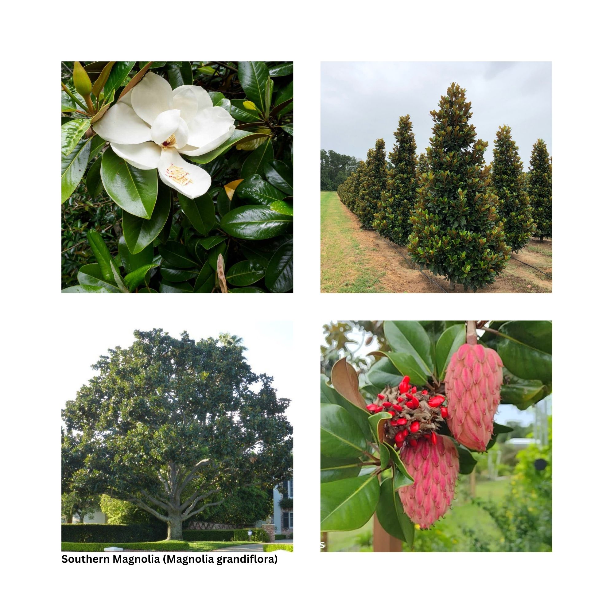 A single image showing four separate aspects of the tree including the leaves, fall color and other special interest.