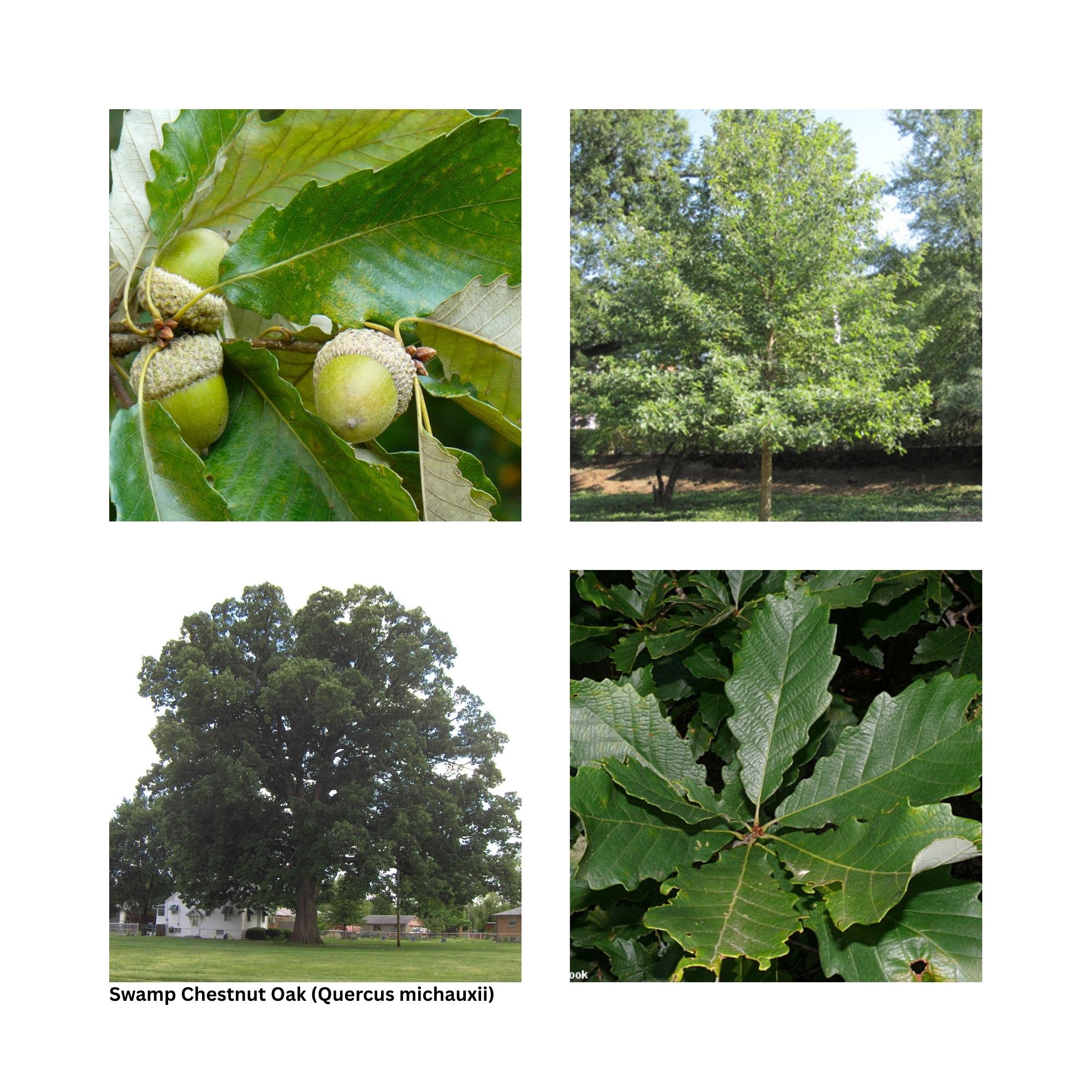 A single image showing four separate aspects of the tree including the leaves, fall color and other special interest.