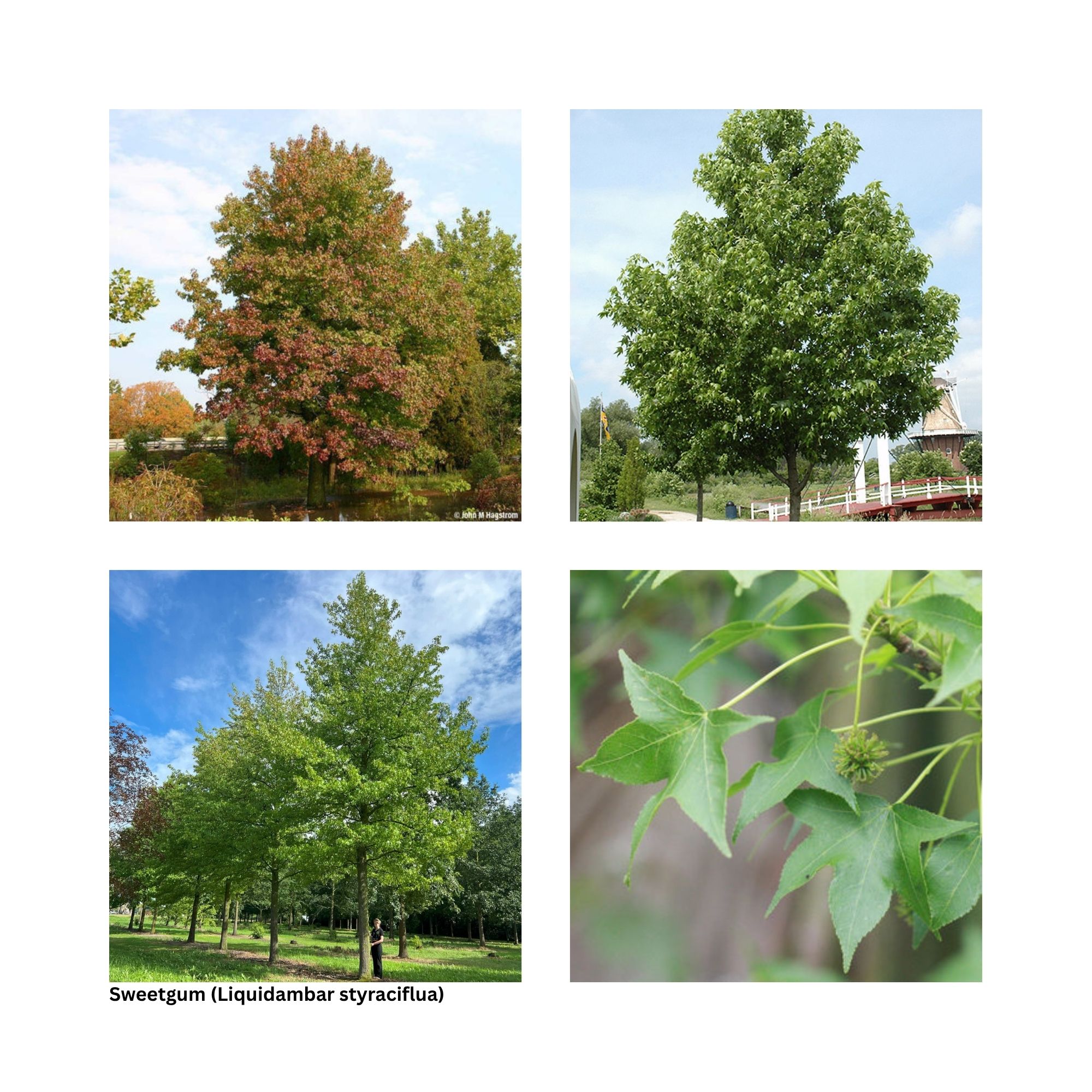A single image showing four separate aspects of the tree including the leaves, fall color and other special interest.