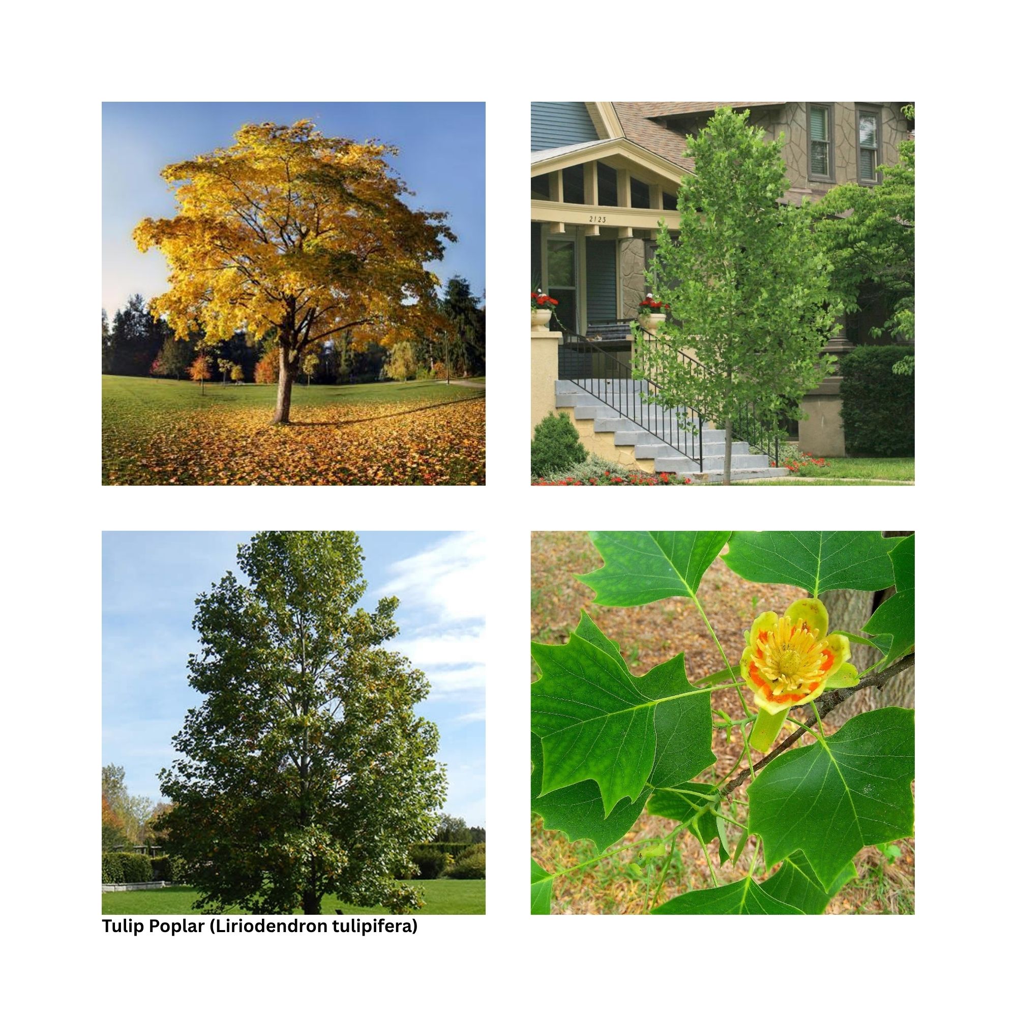 A single image showing four separate aspects of the tree including the leaves, fall color and other special interest.