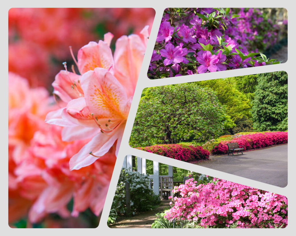 Spring in Jacksonville Florida azaleas blooming