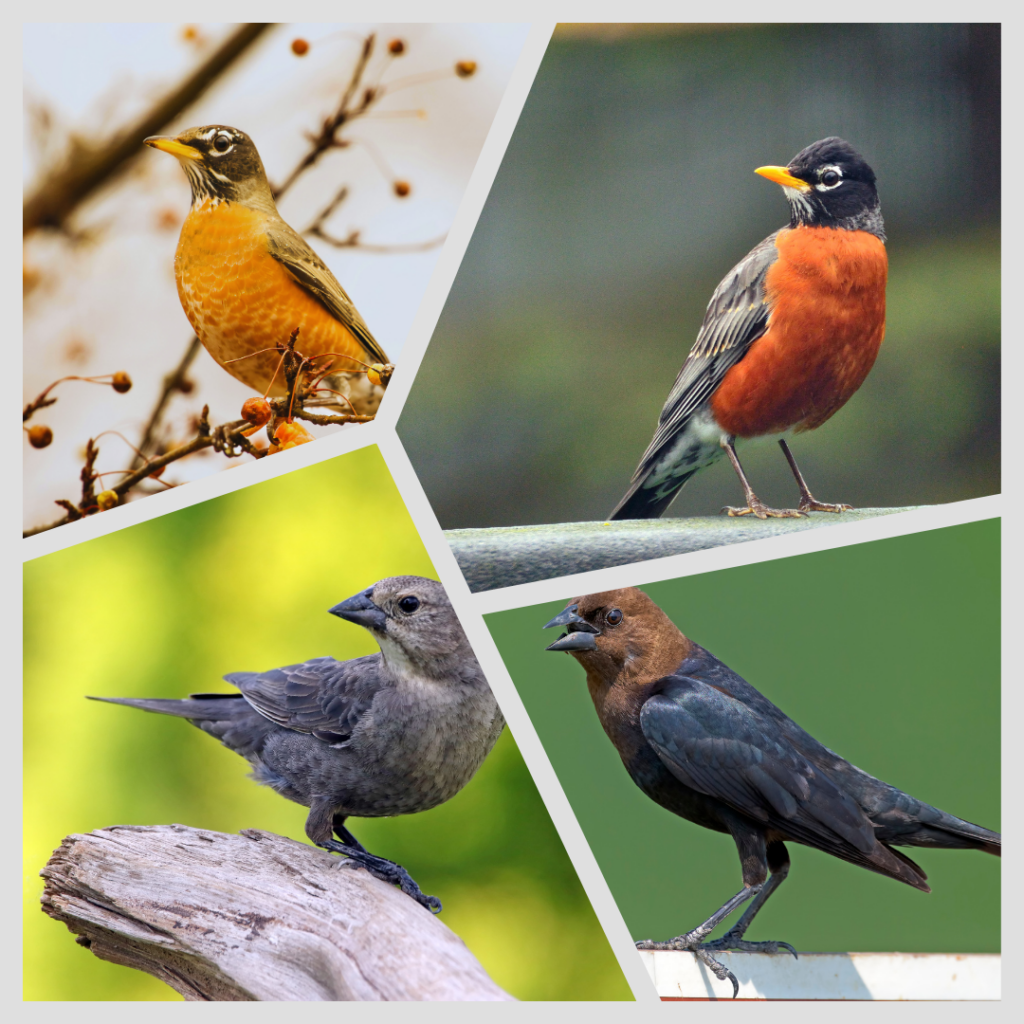 collage of robins and cowbirds