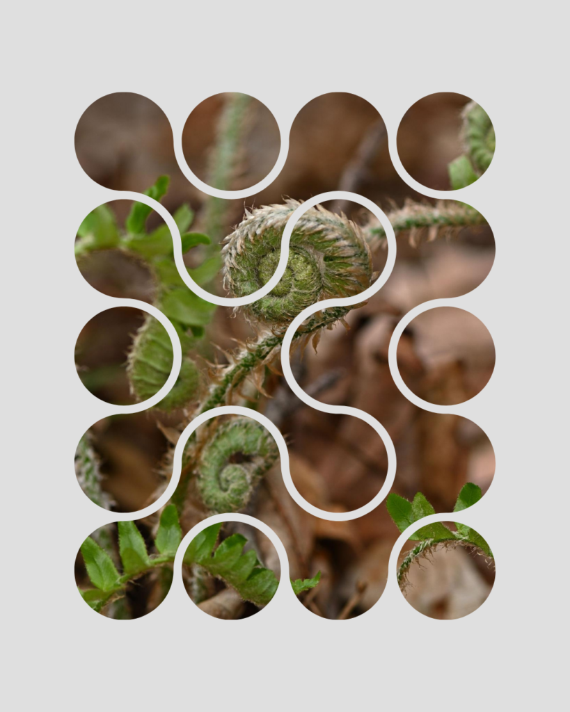 New fern leafs unfurling 