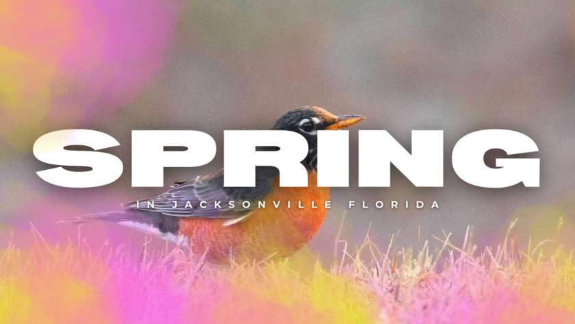 Spring in Jacksonville Florida robin bird