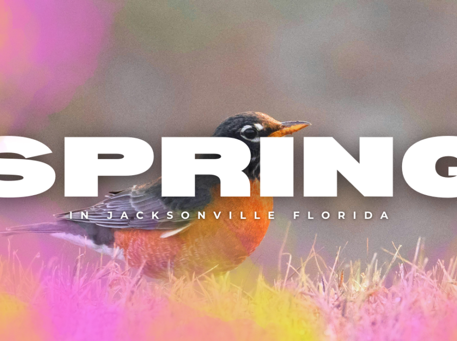 Spring in Jacksonville Florida robin bird