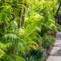 Jacksonville Tropical Landscape Plants: Best Zone 9 Plants for a Lush Florida Garden